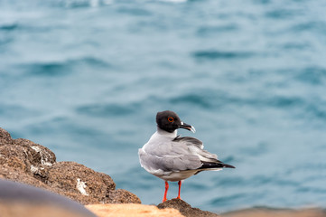 Galapagos swallow tail gull ((Creagrus furcatus), the only fully nocturnal gull in the world.  It feeds nightly  on small fish and squid.
