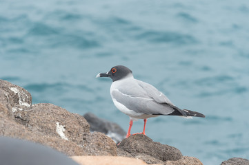 Galapagos swallow tail gull ((Creagrus furcatus), the only fully nocturnal gull in the world.  It feeds nightly  on small fish and squid.