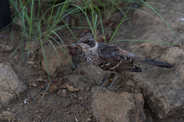 Naklejka na ściany i meble Galapagos mockingbird (Mimus parvulus) at Tagus Cove, Isabela Island