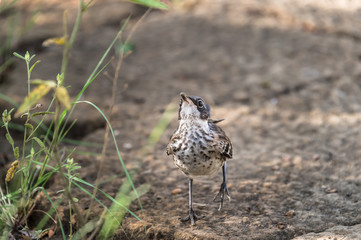 Galapagos mockingbird (Mimus parvulus) at Tagus Cove, Isabela Island