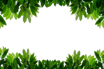 Fresh green leaves frame isolated white background