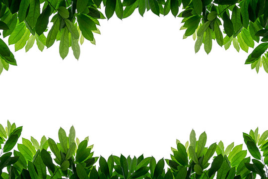Fototapeta Fresh green leaves frame isolated white background