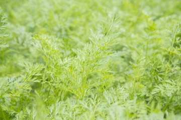 Young tops of carrots photographed close-up.