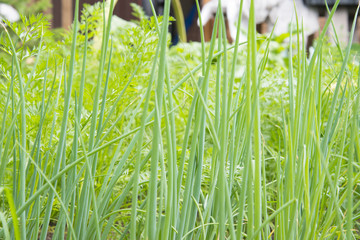 Green onions, tasty and healthy seasoning.
