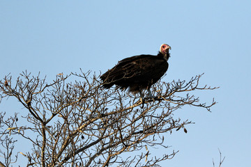 Bearded vulture, Kruger National Park, South Africa - Powered by Adobe