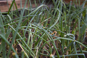 Green onions, tasty and healthy seasoning.