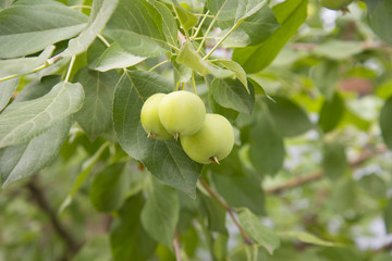 Small Apple fruits hang in clusters from the branches