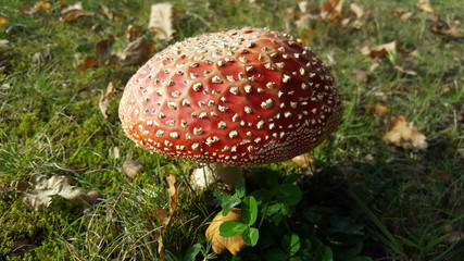 Paddenstoel rood met witte stippen