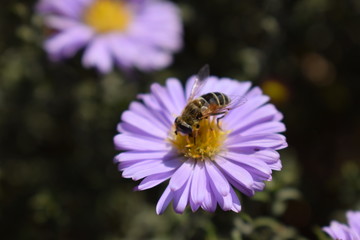 bee on flower