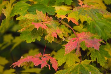 red-green maple leaves, autumn