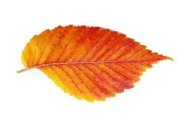 Red leaf isolated on white background