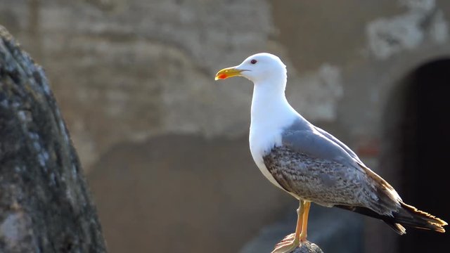 A white bird called Larus or gull on top of a building