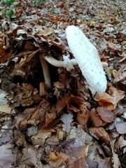 Close up of parasol mushrooms growing out under pile of autumn leaves , Macrolepiota procera, in autumn forest 