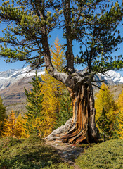 Autumn landscape over snowy alps  in Zermatt, Switzerland.