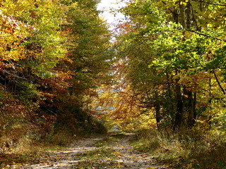 Forest gravel road - autumn, Forest stone path, Gravel road with autumn foliage,