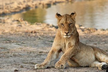 Close up of lion in the Kruger National Park, South Africa