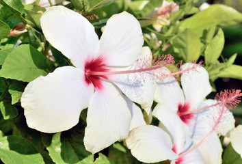 Large white flower macro