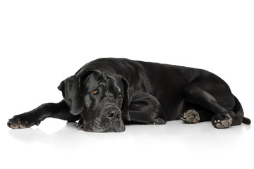 Great Dane lying down