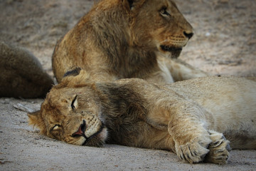 Fototapeta premium Close up of lion in the Kruger National Park, South Africa