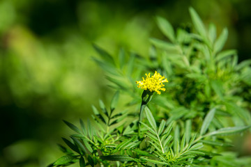 Obraz premium Little marigold flower is growing in the garden