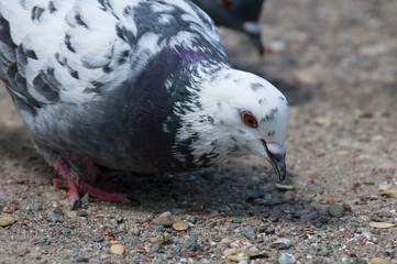 cute white dove eating seeds