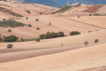 Fototapeta premium Agricultural landscape, hills of Abruzzo, Italy