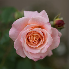 Pink Rose