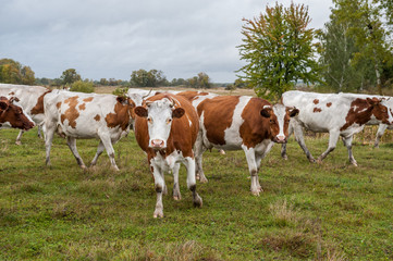 Fototapeta na wymiar Cows on the field