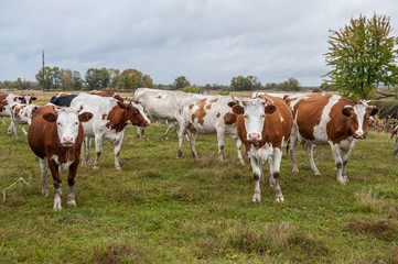 Fototapeta na wymiar Cows on the field