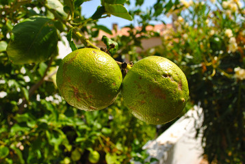 Green limes on tree branch close-up.