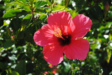 Red hibiscus flower with green leaves in background closeup. 