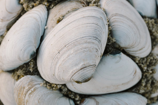 Neatly stacked seashells on the beach