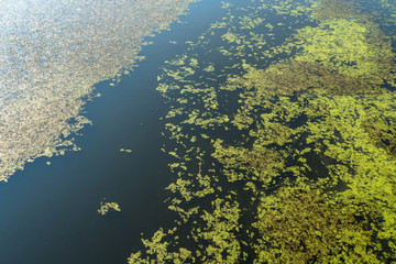 Fototapeta na wymiar 池の俯瞰　繁殖する藻