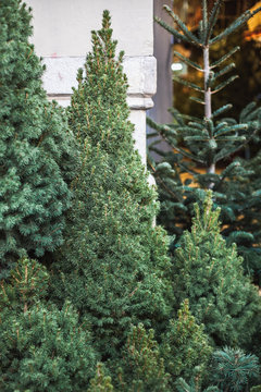 Christmas trees on a street market