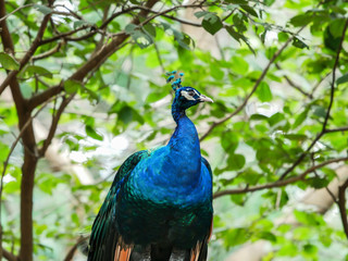 Fototapeta premium peacock