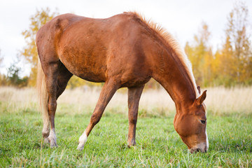 Horse on field