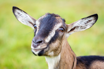 goatling