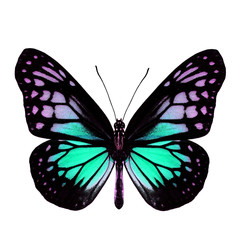 Fascinated Pale Green butterfly, the Yellow Glassy Tiger upper wing part in fancy color profile isolated over white background