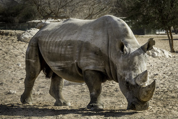Naklejka premium Rihino