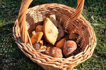 Mushrooms in basket. Mushroom picking in a forest during the autumn in nature. An inedible mushroom growing. Sickener, russula emetica, mushroom with orange cap, toadstools, brown mushroom, boletus.