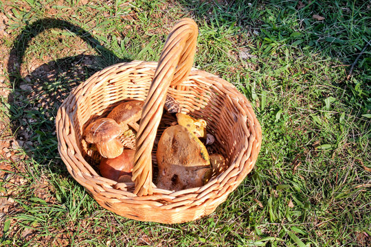 Mushrooms in basket. Mushroom picking in a forest during the autumn in nature. An inedible mushroom growing. Sickener, russula emetica, mushroom with orange cap, toadstools, brown mushroom, boletus.