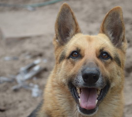 German shepherd beauty