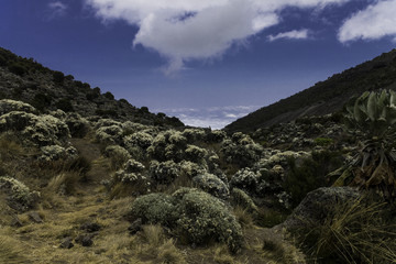 Kilimanjaro Valley