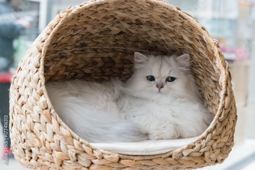 A Chinchilla Persian Cat Relaxing In A Cat Bed Stock Photo And