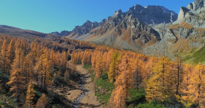 down aerial over alpine mountain valley with creek and larch forest woods in sunny autumn.Europe Alps outdoor colorful nature scape mountains wild fall establisher.4k drone flight establishing shot