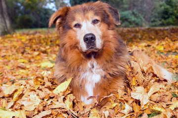 Niedlicher Bernersenne Mischling Hund im Herbst liegt im Laub