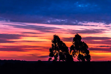 Arvores compondo o final de tarde colorido