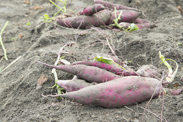 Obraz premium サツマイモ