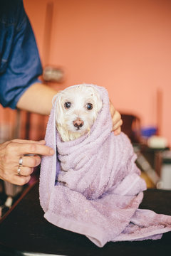 Scared little dog after bath