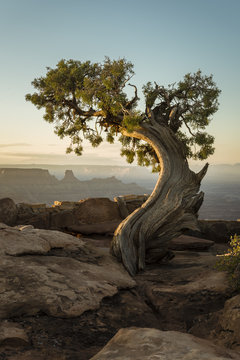 Juniper Sunrise